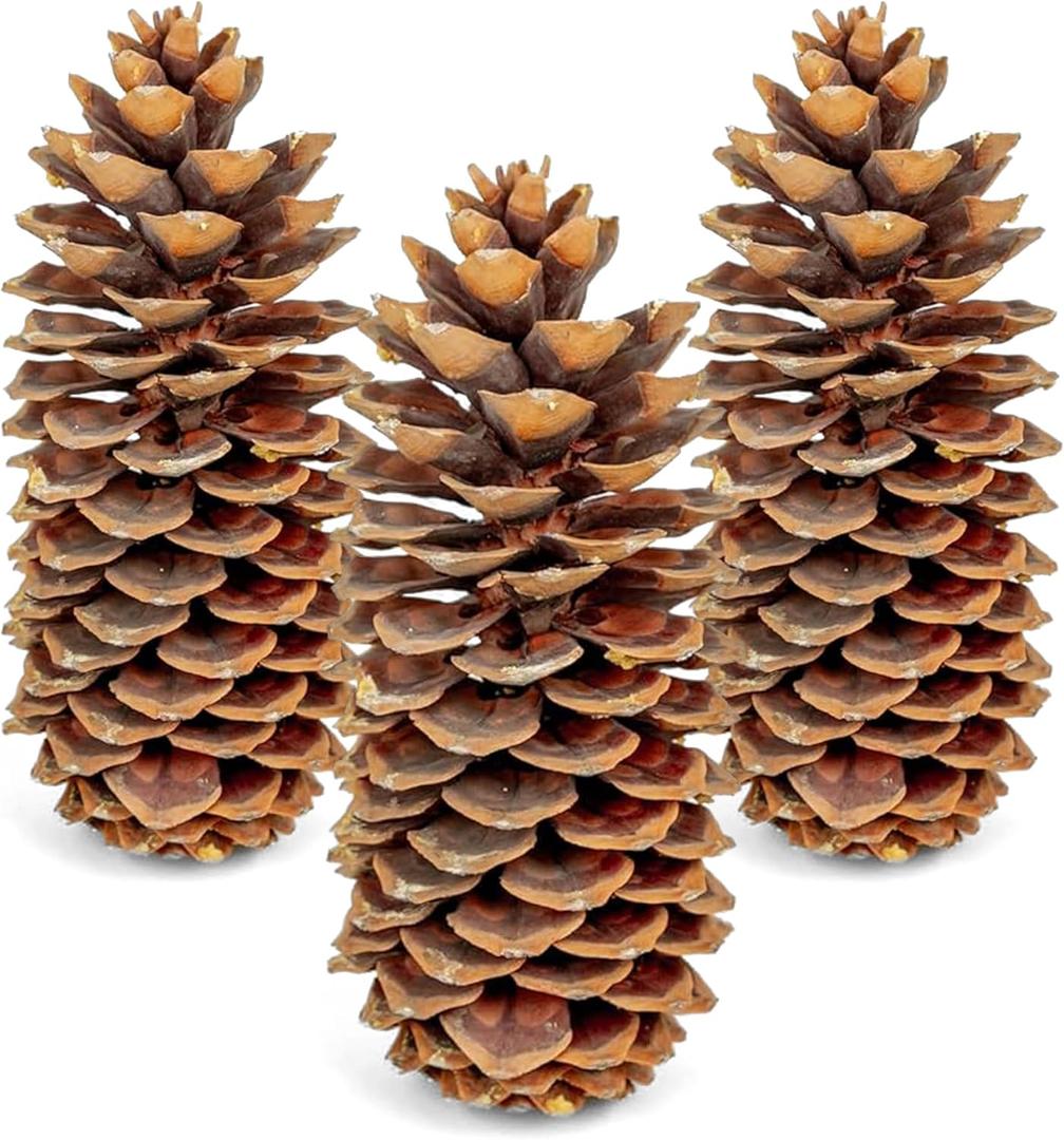 Large Pine Cones for Crafts, 912 Inch Real Natural Sugar Pinecones, Set of 3 Large Decorative Pine Cones for Vase Filler, Holiday Dcor, Rustic Table Centerpieces, DIY Wreaths Natural