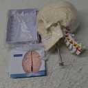Human Skull and Brain Anatomy Model Life-Size with Cervical Vertebra & Base for Classroom Medical Neuroscience Anatomy Teaching & Studying