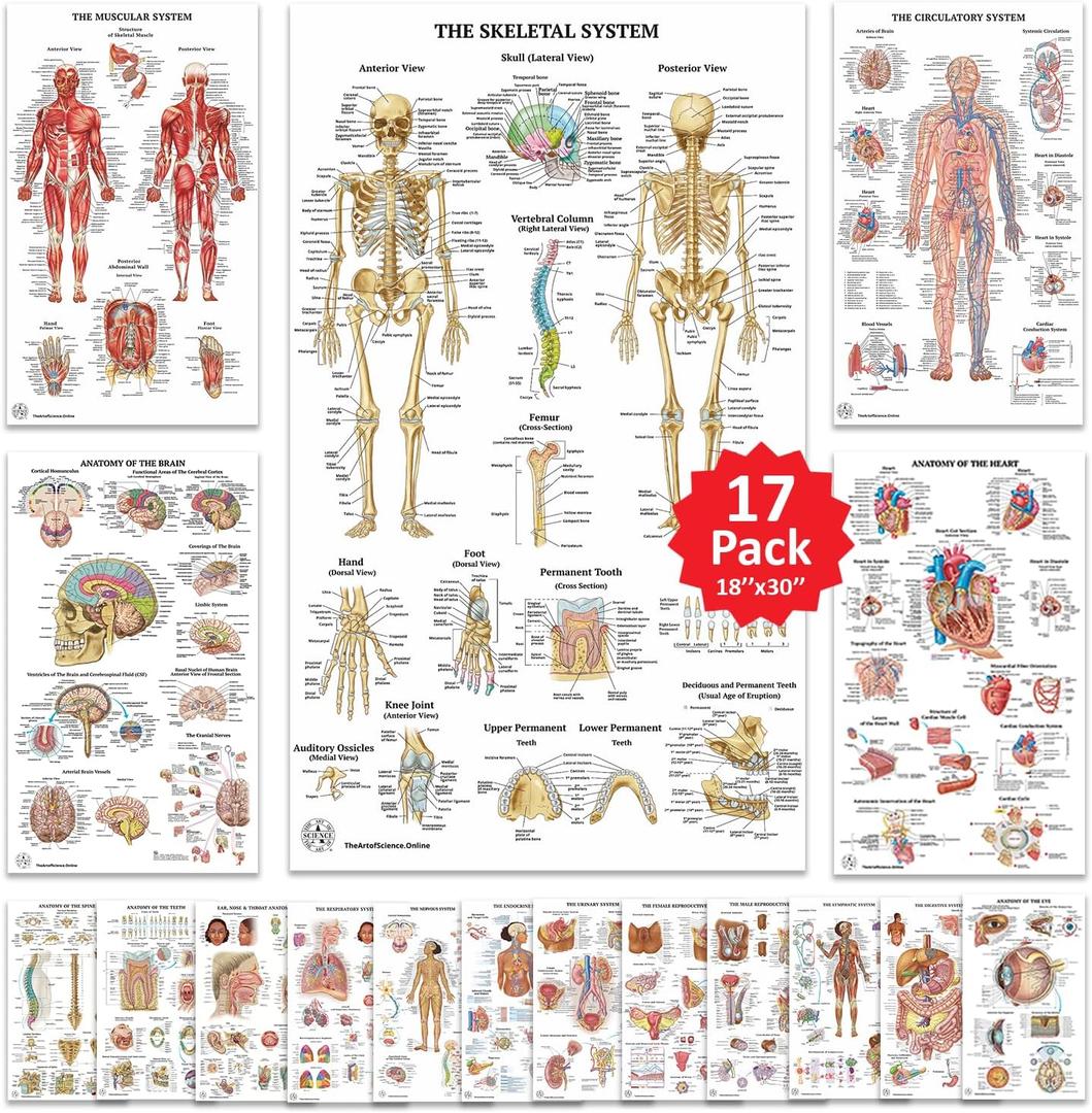 17 Human Anatomy Posters - Medical Posters, Circulatory, Skeletal, Male Reproductive, Female Reproductive, Muscular, Lymphatic, Nervous, Digestive, Endocrine, Respiratory, Urinary Systems, Anatomy of the Spine, Brain, Ear, Nose & Throat, Heart, Eye, Teeth, Models, Science Biology Health Poster for Classroom, Office, 18x30