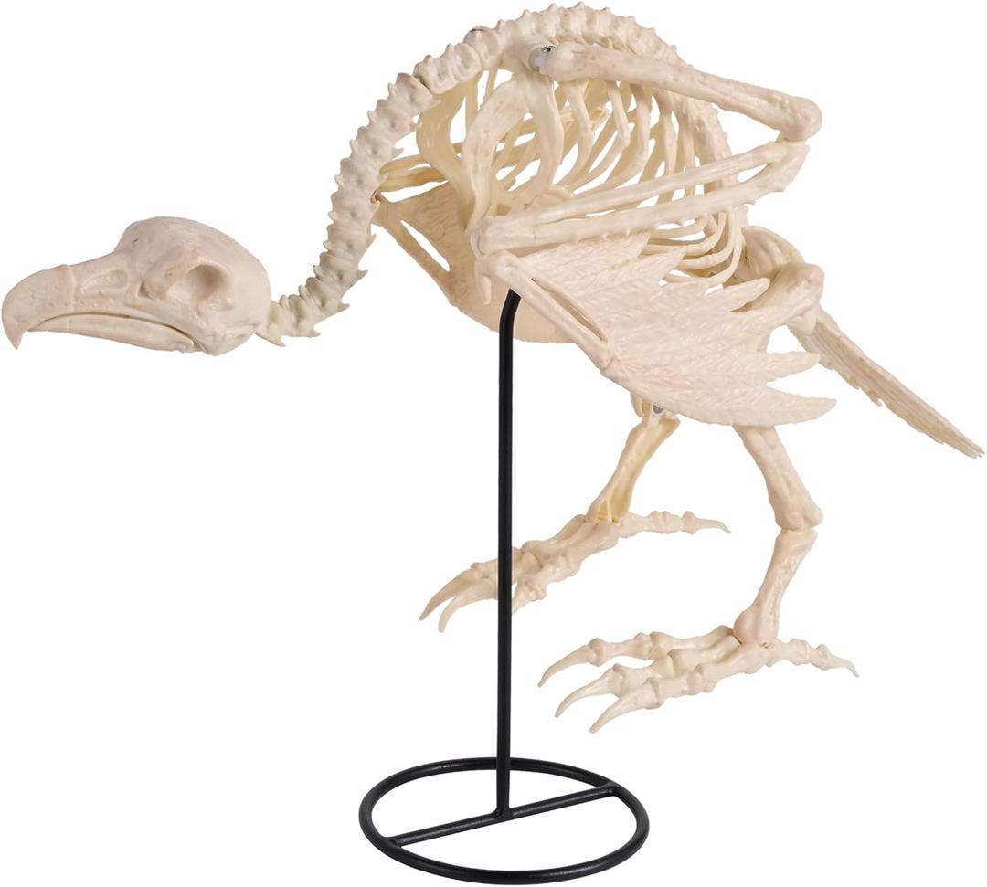 JOYIN Vulture Skeleton Halloween Decorations 19.7 inch Posable Animal Skeletons with Movable Joints for Indoor Outdoor Yard Garden Lawn Photo Props Decor, Trick or Treat, Spooky Scene Party Favors JOYIN Vulture Skeleton Halloween Decorations 19.7 inch Posable Animal Skeletons with Movable Joints for Indoor Outdoor Yard Garden Lawn Photo Props Decor, Trick or Treat, Spooky Scene Party Favors