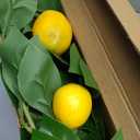 3 Strands Lemon Artificial Vines, 71" Lemon Silk Vine Garland with Green Leaves, Fake Hanging Plants Greenery Decor for Home, Bedroom, Wall, Party, Wedding Decoration