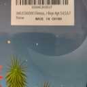 SMILESSKIDDO Dino Pull Back Cars  12 Packs Dinosaur Cars, Dinosaur Toys, Finger Scooter, Mini TRex & Triceratops Toys, Stocking Stuffers for Kids Boys & Girls Age 3 4 5 6