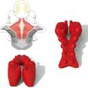 Trapezius Trigger Point Massager, Myofasical Release Neck and Shoulder Pain, Suboccipital Release Tool, Posture Corrector, Relieve Upper Back Pain &Tension Headache