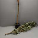 Kazeila Artificial Olive Tree 7FT Tall Faux Silk Plant for Home Office Decor Indoor Fake Potted Tree with Wood Branches and Fruits