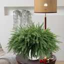 Christmas Norfolk Pine Branches Stems 18 Inch Real Touch Artificial Norfolk Pine Stems Branch Faux Cedar Pine Christmas Fake Greenery Picks for Vase DIY Garland Wreath Home Decoration (12)