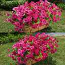 HyeFlora Artificial Flowers for Outdoors Fake Plants Outside Decoration, 12 Bundles Faux Fuchsia Morning Glory UV Resistant Look Real Silk Flowers for Outside Planter Front Door Porch Patio Yard Urn