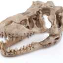 Dinosaur Skull Aquarium Dcor - Fish Tank Decoration Hideaway for Fish,Natural Look, 6.3"x4"x4" - Fun Underwater Environment! (6.3")