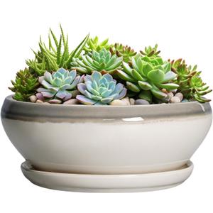 SQOWL Large Succulent Planters - 12 Inch Ceramic Bonsai Pots with Drainage Hole and Saucer, Shallow Round Planter for Indoor Plants, Bowl Planter Outdoor, Living Room Decor, Birthday Gift, Gray-Beige (Grey-white)