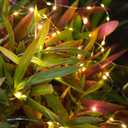 Mandiq 12 Pack Fairy Lights Battery Operated, String Lights 10ft 30 LEDs, Flashing and Constant Light Mode, Warm White