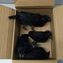 ZODIFEVI 5 Pack Realistic Crows, Real Touch Black Feathered Crows, Halloween Decorations,Artificial Handmade Feathered Raven, Halloween Party Decor Prop Outdoors and Indoors Decoration