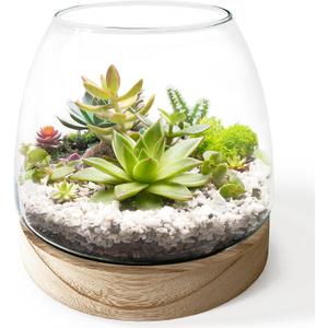6 Inch Plant Glass Terrarium with Removable Wooden Base for Succulents Glass Bowl for Air Plant Cactus Moss (Plants not Included)