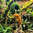 Moss Cave Hideout with Hanging Rope & Hemp Climbing Ladder Natural Reptile Tank Decor Accessories for Crested Geckos, Chameleons, Tree Frogs, Leopard Geckos & Snakes. Terrarium & Vivarium Decor (6")