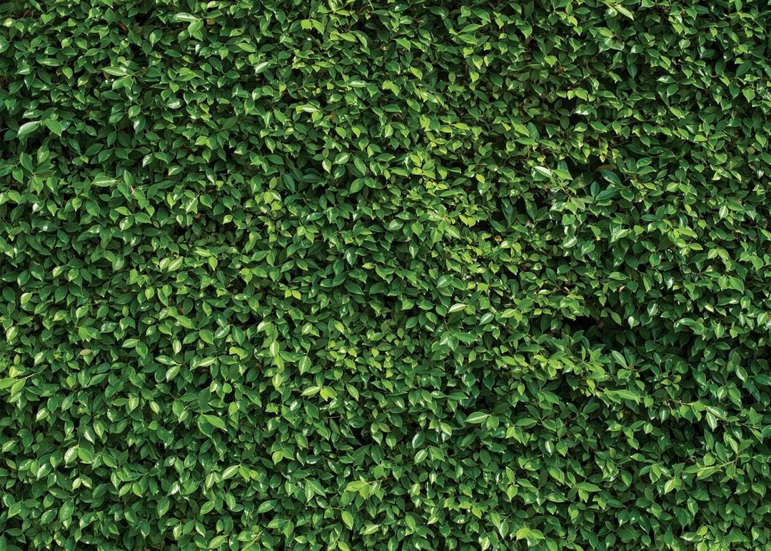 SJOLOON 7X5ft Green Leaves Backdrop Greenery Backdrop Natural Green Lawn Party Photography Birthday Newborn Baby Lover Wedding Photo Studio Props 10923