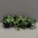 Fake Pothos Hanging Plants  Set of 2 Faux Ivy Vines with Pots, Realistic Silk Devils Ivy for Indoor Dcor, Low Maintenance Artificial Greenery for Home or Office (Green)