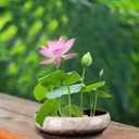 Garden Bowl Planter Water Plant Pot Water Lily Pots Hydroponic Planter Bonsai Pots Garden Decorative Cactus Stand Flower Container Daffodil Pot Bowl (Ivory White)