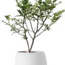TOPOLA Happy Face Planter, 5.2 Inches Plastic Plant Pot, Self Watering Plant Pot with Drainage Holes for Indoor Outdoor, Succulent Pot, Funny Flower Pot, White