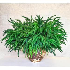 18Pcs Christmas Norfolk Pine Branches, 18 Inch Artificial Christmas Branches DIY Crafts Faux Norfolk Branches for Xmas Indoor Outdoor Home Decor