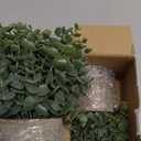 2 Pack Small Fake Plants Eucalyptus Potted Artificial Plants for Shelf Desk Home Bathroom Farmhouse Room Coffee Table Decor (Sage Green)