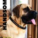 Cuban Link Dog Collar - 3/4 in Wide Metal Chain Dog Collar Venom Black, Designed Stunning Pet Accessory, Cute Luxury Jewelry Costume 16 inches