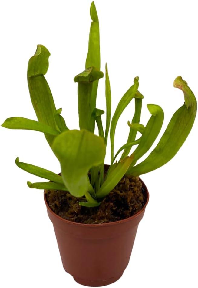 BubbleBlooms Sweet Pitcher Plant, Carnivorous Plant, Sarracenia rubra Walter pitcherplant