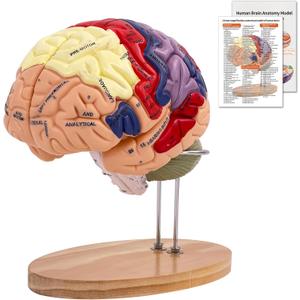 SFXYJ Human Brain Model 2 Times Life Size,Brain Anatomy Model, Includes 4 Pieces Labeled with Figures 9 Colors, for Neuroscience Learning Display Medical Identify Brain Functions