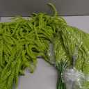 Suncalla 12 Pcs Amaranthus Artificial Flower Faux Amaranthus Hanging Plants for Wedding Arch DIY Bouquet Garland Preserved Wisteria Floral Arrangement Photo Props Party Supplies (Light Green,24 Inch)