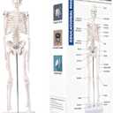 17.7 inch Mini Human Skeleton Model for Anatomy Study, Halloween Skeleton Decor with Movable Arms and Legs, Realistic Scientific Skeletons for Educational Display and Halloween Decoration