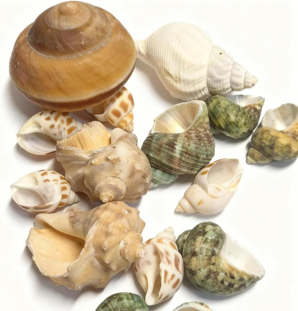 Natural Hermit Crab Shell Set, Small to Medium Size