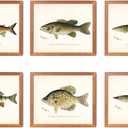 Hunt Club FreshWater Fish Wall Art Decor - Set of 6 Posters // Vintage Rustic Prints // Gift For Fisherman for Hunter // Great Lake House or Cabin or Man Cave Decor // For Father ( 8x10) 6_2_st1