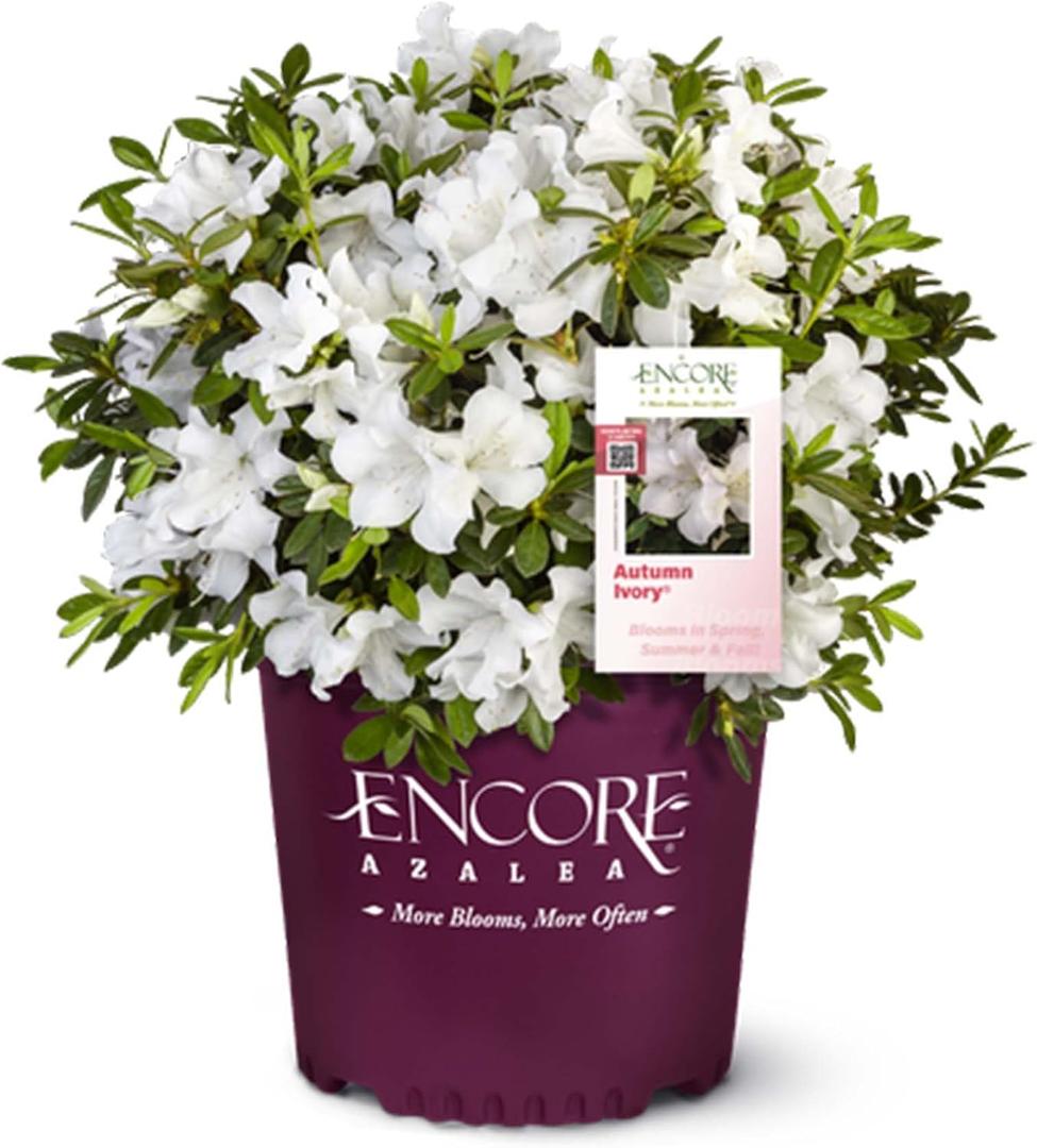 Perfect Plants Autumn Ivory Encore Azalea, 1 Gallon, Live Plant