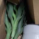 Fsslower Artificial Agave Tree 5.2FT with 45 Leaves & 3 Trunks Yucca Plant
