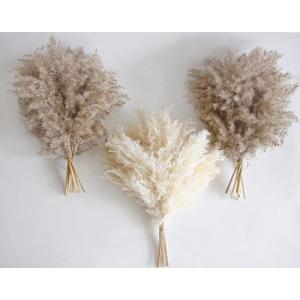 30 PCS Boho Decor, Fluffy Pompas Grass, Natural Dry Pampas Grass Small, Short Pampass Bulk for Boho Room Decor, Coffee Table Decor (17 inch )