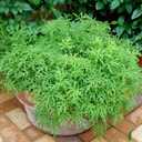 Bonnie Plants Citronella, Live Plant, 2.32 qt. 2-Pack
