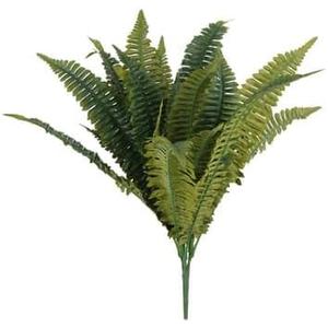 Boston Fern Bush Fern Collection by Ashland