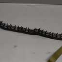 Mayerzon No Pull Dog Collar, Patented Martingale Collar for Small Medium Large Dogs with Buckle and Heavy Duty Nylon for Walking Training Hunting, Safe and Easy to Use(XL, Green) (X-Large,2.5mm,22"-27.5"Neck)