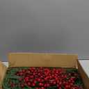 24Pcs Real Touch Christmas Norfolk Pine Stems, 18'' Artificial Christmas Greenery Stems Norfolk Pine Branches Red Berry, Faux Pines Picks for Vase DIY Garland Wreath Indoor Outdoor Home Xmas Decor