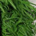 Christmas Garland Norfolk Pine Garland Real Touch Artificial Greenery Garland for Mantle Fireplace Table Indoor Outdoor Decor 6FT