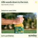 Sunday Dandelion Doom, Iron-Based Weed & Moss Killer, 32oz 2-Pack | Selective broadleaf formula kills algae & lichen; spares grass. Pet-friendly once dry. Ready-to-use spray.