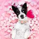 Elegant Little Tail Valentine's Day Collar - Pink Heart Cute Dog Collar, Adjustable for X-Small Dogs