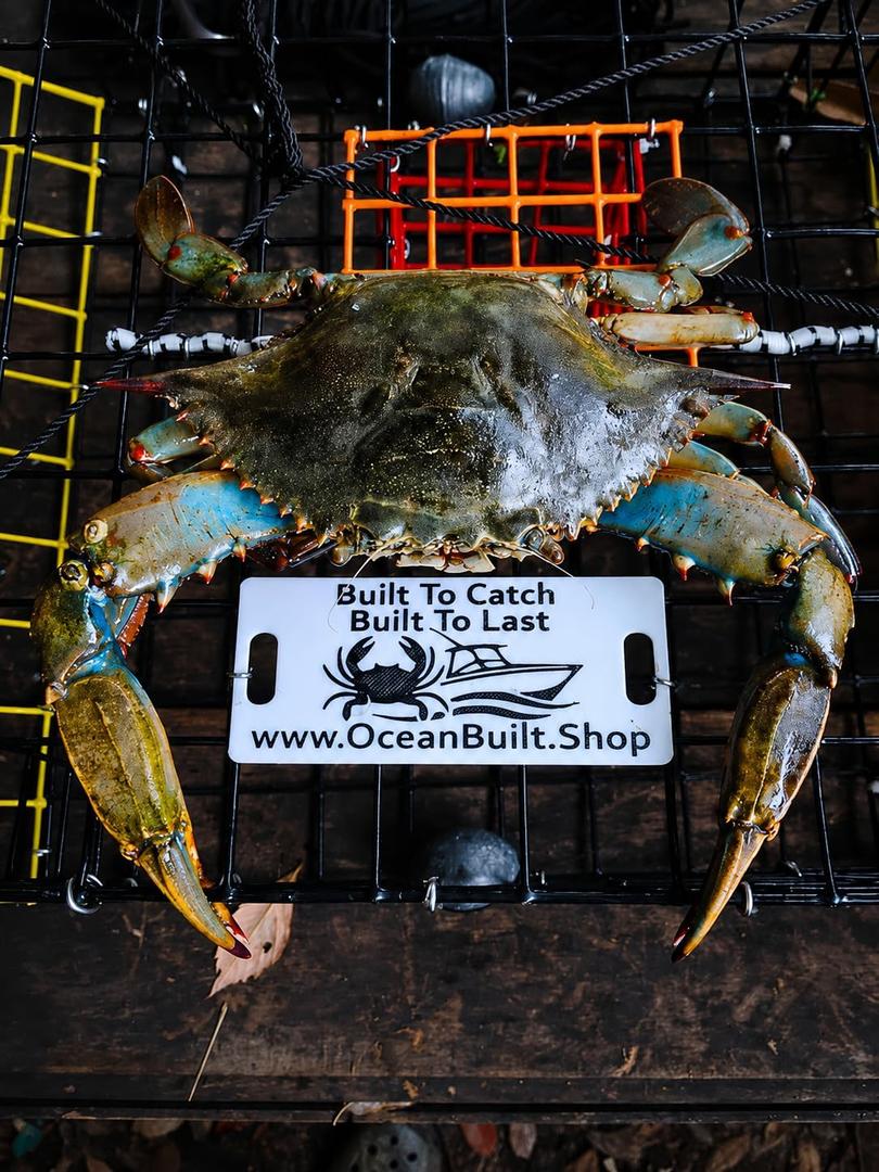 Folding Bridge Blue Crab Trap, Heavy-Duty Metal Wire Mesh Drop-Net, Collapsible Foldable Design, 15" x 15" x 7"