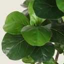 Realead Fiddle Leaf Fig Tree Artificial - 5ft Faux Fiddle Leaf Fig Tree with White Planter - Large Fake Fig Tree with Natural Trunk and Lifelike Leaves for Home Living Room Indoor Decor