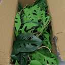 Large Fake Hanging Plants in Pot with Hook, 37" Artificial Hanging Monstera Albo Vines Plants, Fake Potted Greenery Plant for Room Wall Living Room Bathroom Kitchen, Big Faux Ivy Houseplants for Shelf