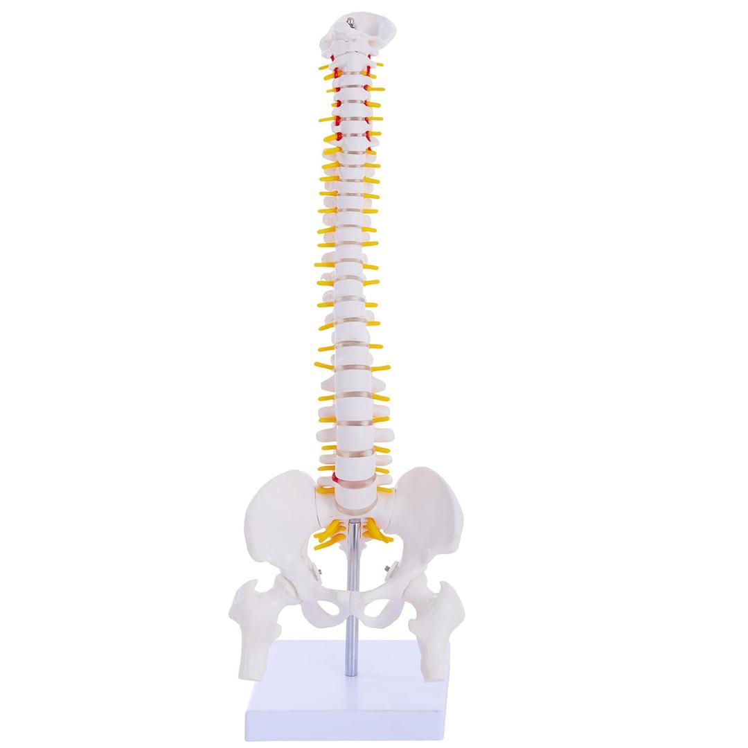 Mini Spine Anatomy Model - 15.5 Miniature Human Spine Model with All Nerves for Medical Learning - for Instruction Teaching, Study and Display