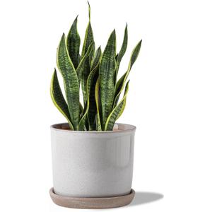 8 Inch Plant Pot: Ceramic Planter with Drainage Hole & Saucer - Cylinder Round Flowerpot for Indoor & Outdoor Plants - with Separate Tray for Home & Office - Retro Style, Grey