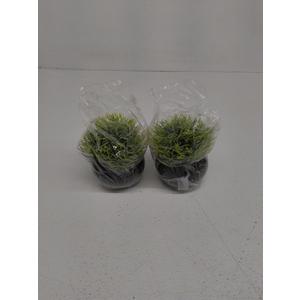 SEEKO Succulents Artificial Plants (2 Pack) Indoor Fake Desk Plants for Shelf Decor (ef of 2 pk, Black)