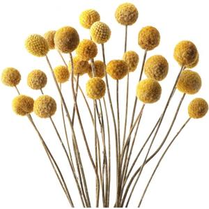 Billy Balls 20 PCS Golden Ball Flower Bouquet  Dried Craspedia Globosa for DIY Crafts, Wreaths, Home Decor, Cake Decor, Wedding Decor, Party Centerpieces