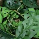 2Pcs Artificial Monstera Leaves Vines 4ft Fake Hanging Plant Ivy Vines Greenery Garland Faux Tropical Vine Decor for Wall Jungle Luau Beach Birthday Party Indoor Outdoor Home Dcor (Monstera#style 1)