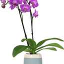 Premium Purple Live Orchid Plant Blooming in 3.5" Blue & White Orchid Pot, Live Plants, Houseplant Gifts, Approx. 16" Tall, Pet Friendly Houseplants, Phalaenopsis Moth Flower by Plants for Pets
