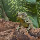 Kisangel Reptile Bark Climbing Platform and Hideout Hut - Natural Terrarium Decoration for Snake Lizard Gecko Tanks - Multi-Functional Habitat Accessory for Climbing Hiding Exploration