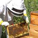 vensovo 10 Pack Bee Frames Deep - Bee Hive Frames and Wax Foundations Black Beehive Frams